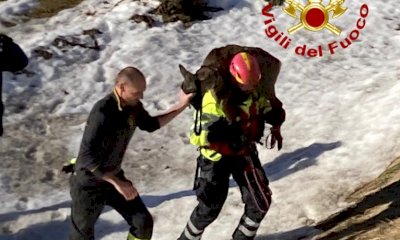 In salvo un capriolo recuperato nella diga di Pietraporzio