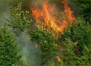 Vietato accendere fuochi su tutto il territorio regionale