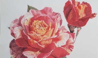 Alba: la mostra “Rose e Fiori” fino al 17 gennaio in Biblioteca