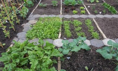 Bra: orti urbani in scadenza al 31 gennaio