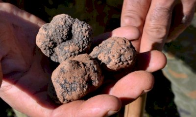 Il tartufo nero di Montemale: un evento per scoprirlo e assaggiarlo