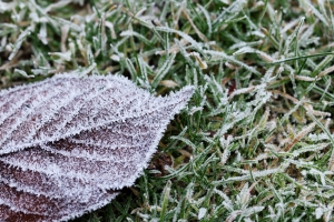 La brina sta danneggiando i vigneti, l’ortofrutta e la cerealicoltura