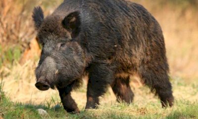 Peste suina africana, Cia chiede un commissario 