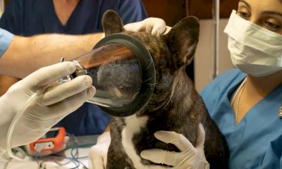 La veterinaria denuncia una ex cliente: “Mi ha accusata di aver lasciato morire il suo cane”