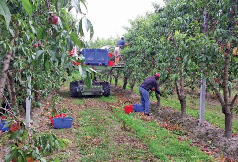 Bergesio (Lega): “Con il decreto Flussi più lavoratori per l’agricoltura”