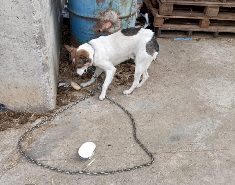 Cani detenuti in condizioni non idonee in una cascina di Barge, la denuncia di "Stop Animal Crimes"