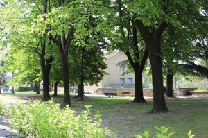 Alba: 50 alberi saranno piantati nell’area verde adiacente piazzale Vitale Robaldo