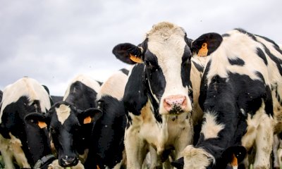 Meeting Regionale degli allevatori della razza bovina Frisona Italiana venerdì 24 febbraio