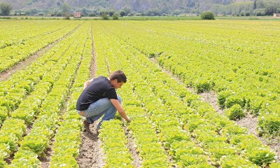 Tra le imprese guidate da giovani in Italia crescono solo quelle agricole