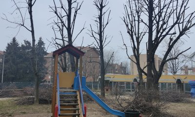 Alba: è in corso la manutenzione degli alberi cittadini