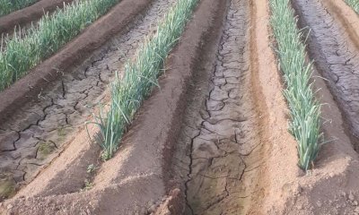 “Il settore orticolo nel 2022 ha incassato meno, ma con costi di produzione saliti alle stelle”  