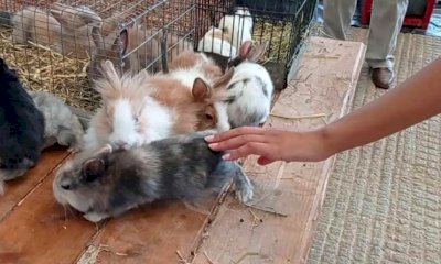 Domenica è di nuovo tempo di mercatino dei piccoli animali al MIAC