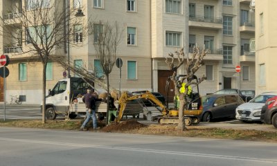 Proseguono con la posa di nuovi alberi i lavori di riqualificazione di viale degli Angeli