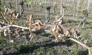 “Danni da gelo: come intervenire”, Confagricoltura ne discute a Grinzane Cavour