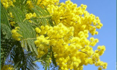 Festa della Donna, la campagna di Federfiori e Confcommercio contro l'abusivismo