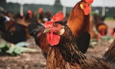 A Chiusa Pesio una serata di approfondimento sul Cappone di Morozzo