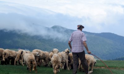 Limone Piemonte, assolto un pastore accusato di sfruttamento della manodopera