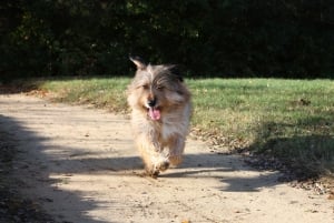 “Il Patentino” - Corso formativo per proprietari di cani