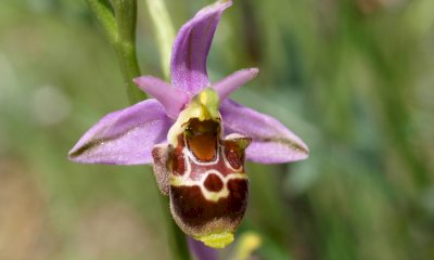 Cinque escursioni nel Parco Alpi Marittime alla scoperta delle orchidee