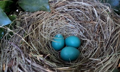 Una mattina in cammino per conoscere meglio i nidi degli uccelli tra Moretta e Villafranca Piemonte