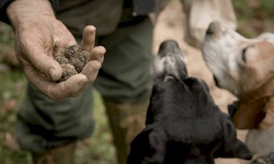Provincia: tornano gli esami per aspiranti “trifolao”