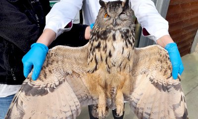 Bocconi avvelenati e saturnismo, una minaccia per gli animali selvatici: un convegno a Valdieri
