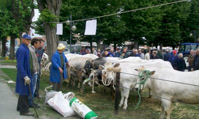 A Cherasco il 23 aprile la tradizionale fiera del vitello grasso
