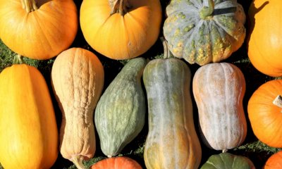 “Di Fiore in Zucca”: l'evento torna a Piozzo domenica 23 aprile