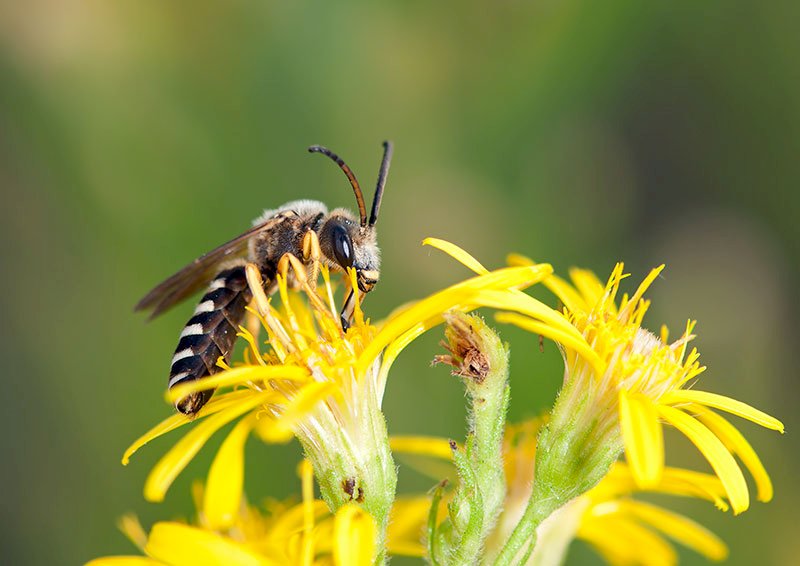 Rifreddo per il secondo anno consecutivo avrà un’oasi fiorita per le api