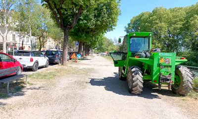 Cuneo, crolla un platano in corso Giovanni XXIII
