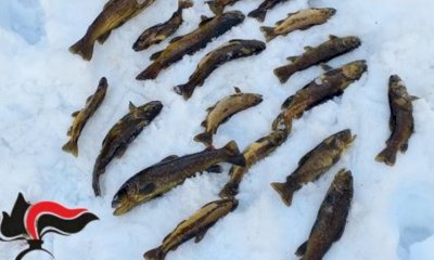 Pesca illecita in alta valle Stura, sanzionato un giovane residente a Fossano