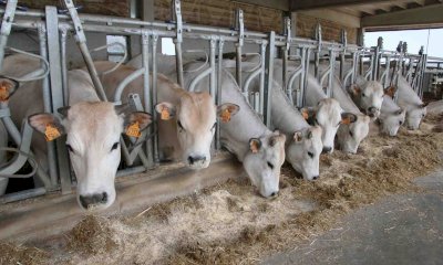 Per Cia Cuneo il bando sul benessere animale è una buona opportunità, ma i tempi sono stretti