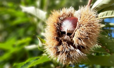Quali prospettive per il marrone di Chiusa Pesio?