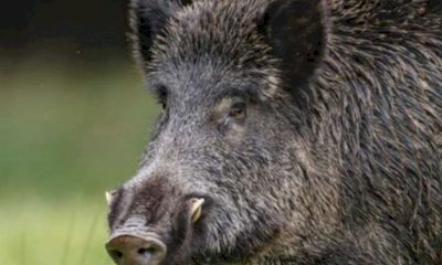 Controllo dei cinghiali e peste suina: compensi ai cacciatori per gli abbattimenti