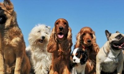 Il 21 maggio a Mondovì l'Esposizione Regionale Canina