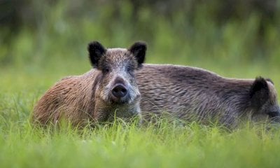 Rischio peste suina, Robaldo illustra le azioni della Provincia