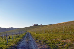 Percorsi Divini: si svolgerà lunedì 29 maggio in Tenuta Carretta l’evento pilota di vine trekking voluto dall’Associazione Nazionale Donne del Vino