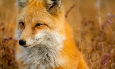 A Revello “Il tuo animale ‘guida’ nel Parco del Monviso”