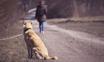 Abbandona il cane legato a un’auto: denunciata dai vigili di Ceva