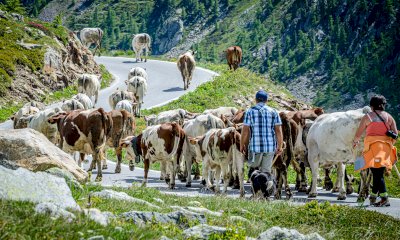 Una giornata da margari con il consorzio Valle Stura Experience