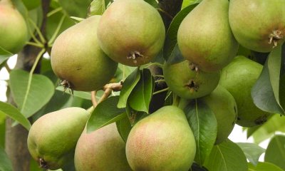 Clima, Coldiretti lancia l’allarme: “Crolla la produzione di pere e ciliegie”