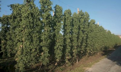 Cia Cuneo protagonista dei percorsi nazionali per promuovere la birra agricola e artigianale