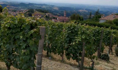 Conterno, Cia: “Per i vigneti un’annata 2023 da tenere sotto controllo con molta attenzione”