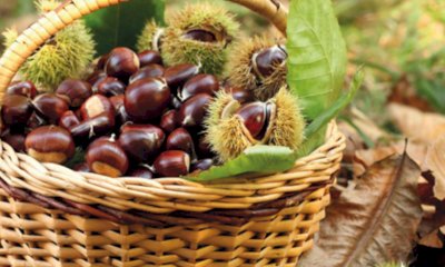 Il Consorzio di Valorizzazione della Castagna Cuneo IGP ha un nuovo direttivo