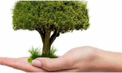 Racconigi: il Comune pianterà 403 alberi per i nuovi nati