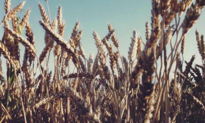 La raccolta firme online di Cia per difendere il grano italiano ha superato le 50 mila adesioni 