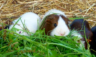 Domenica al MIAC torna l’appuntamento con il mercatino dei piccoli animali