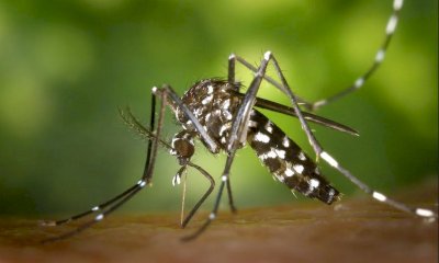 Lotta alle zanzare, nel piano della Regione 7 milioni e mezzo di euro per tre anni