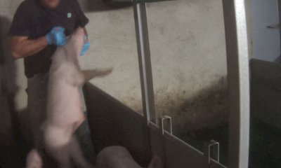 Maltrattamenti in un allevamento di suini cuneese: l'indagine di Essere Animali