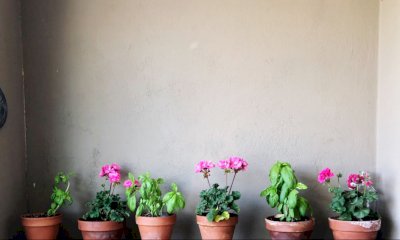 Guida Definitiva per la Cura delle Piante Domestiche